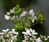 Coriandrum sativum. Невызревшие плоды и цветки. Московская обл., Раменский р-н, окр. дер. Хрипань, садовый участок. 05.08.2014.