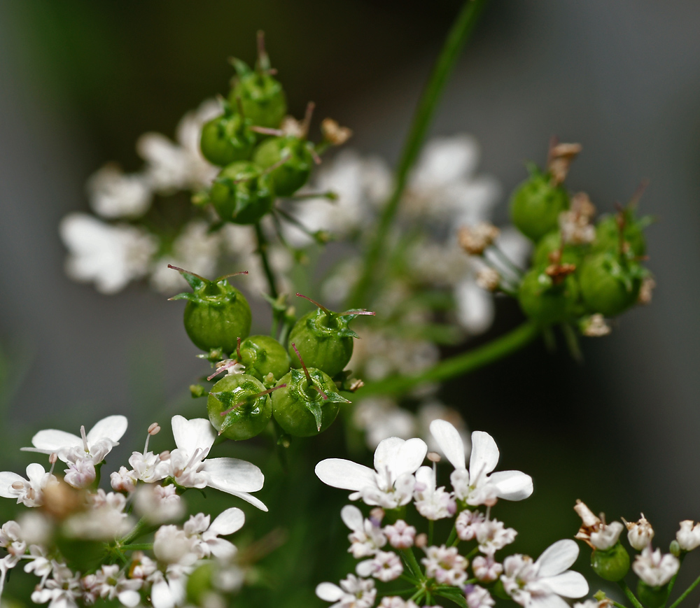 Изображение особи Coriandrum sativum.