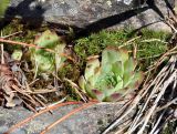 Sempervivum caucasicum. Розетки листьев. Карачаево-Черкесия, окр. г. Теберда, долина р. Бадук. 01.08.2014.