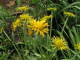 Inula britannica