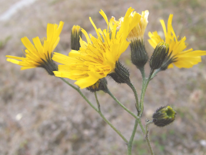 Изображение особи род Hieracium.
