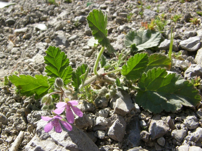 Изображение особи Erodium malacoides.