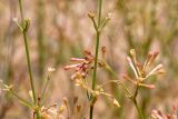 Asperula aristata