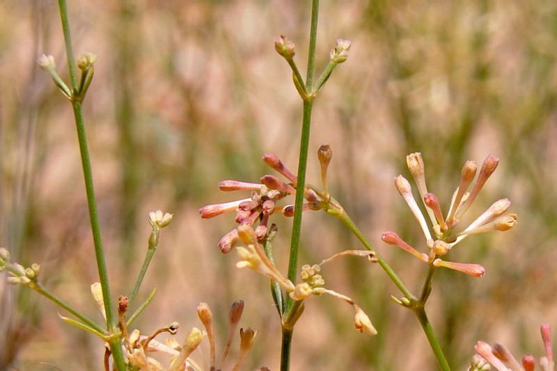 Изображение особи Asperula aristata.