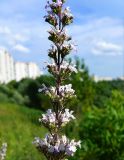 Nepeta nuda