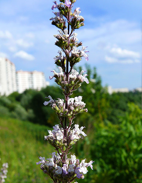 Image of Nepeta nuda specimen.