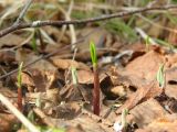 Allium ochotense. Растение в начале вегетации. Камчатский край. Елизовский р-н, каменноберезовый лес.