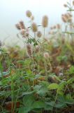Trifolium arvense. Верхушки плодоносящих растений. Новосибирская обл., Мошковский р-н, обрывистый берег реки Обь, луг 11.09.2009.