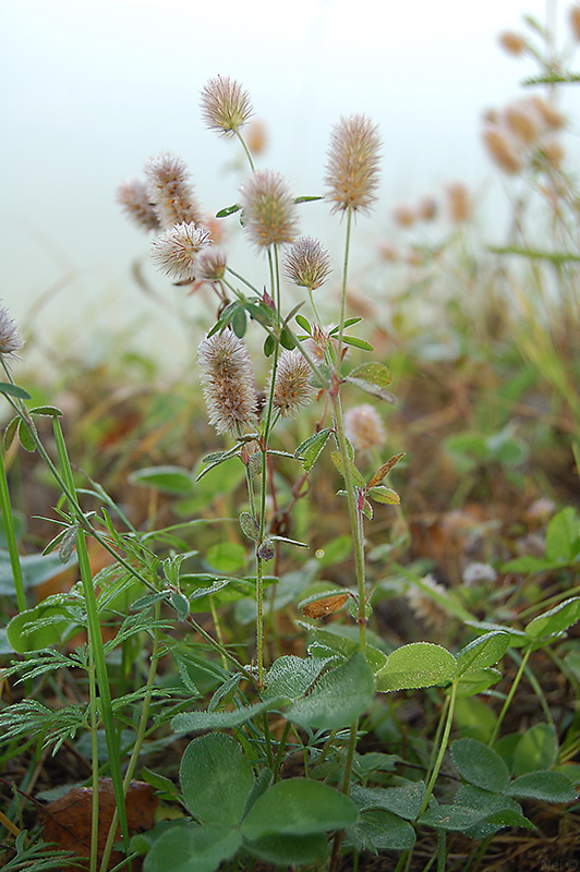 Изображение особи Trifolium arvense.