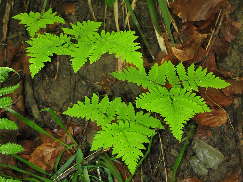 Image of Gymnocarpium dryopteris specimen.