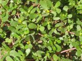 Portulaca oleracea