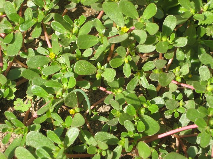 Image of Portulaca oleracea specimen.