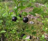 Vaccinium myrtillus. Веточка с плодами (var. epruinosa). Архангельская обл., Вельский р-н. 18 июля 2010 г.