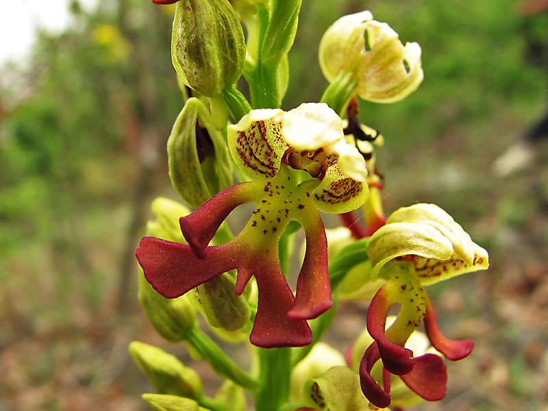 Изображение особи Orchis &times; wulffiana.