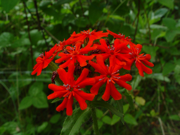 Изображение особи Lychnis chalcedonica.