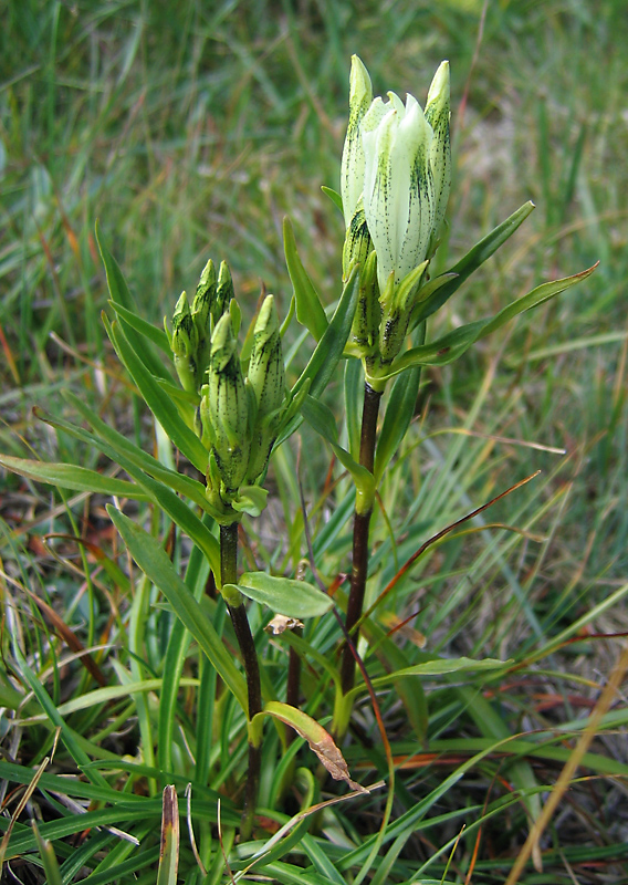 Изображение особи Gentiana algida.