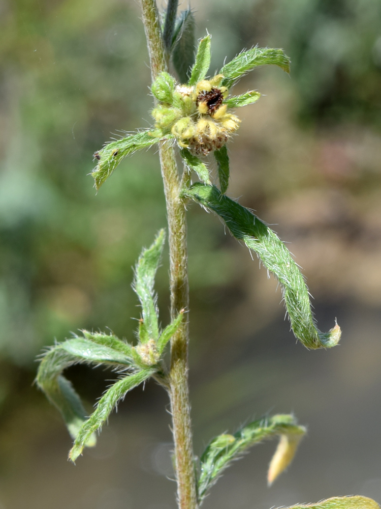 Image of genus Lappula specimen.