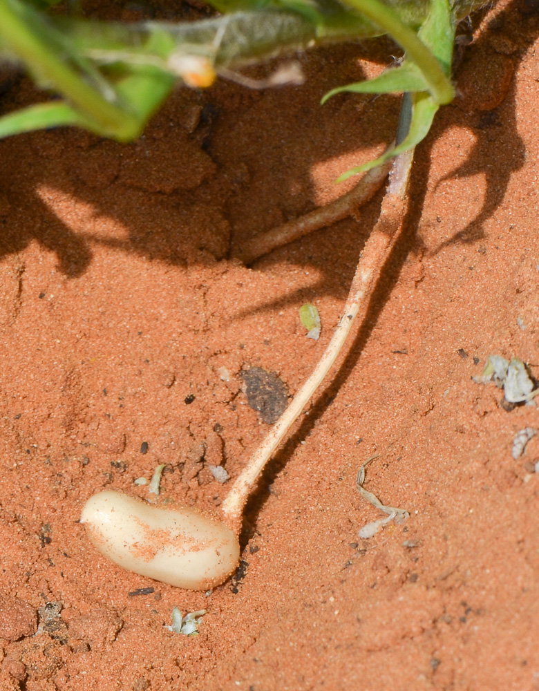 Изображение особи Arachis hypogaea.