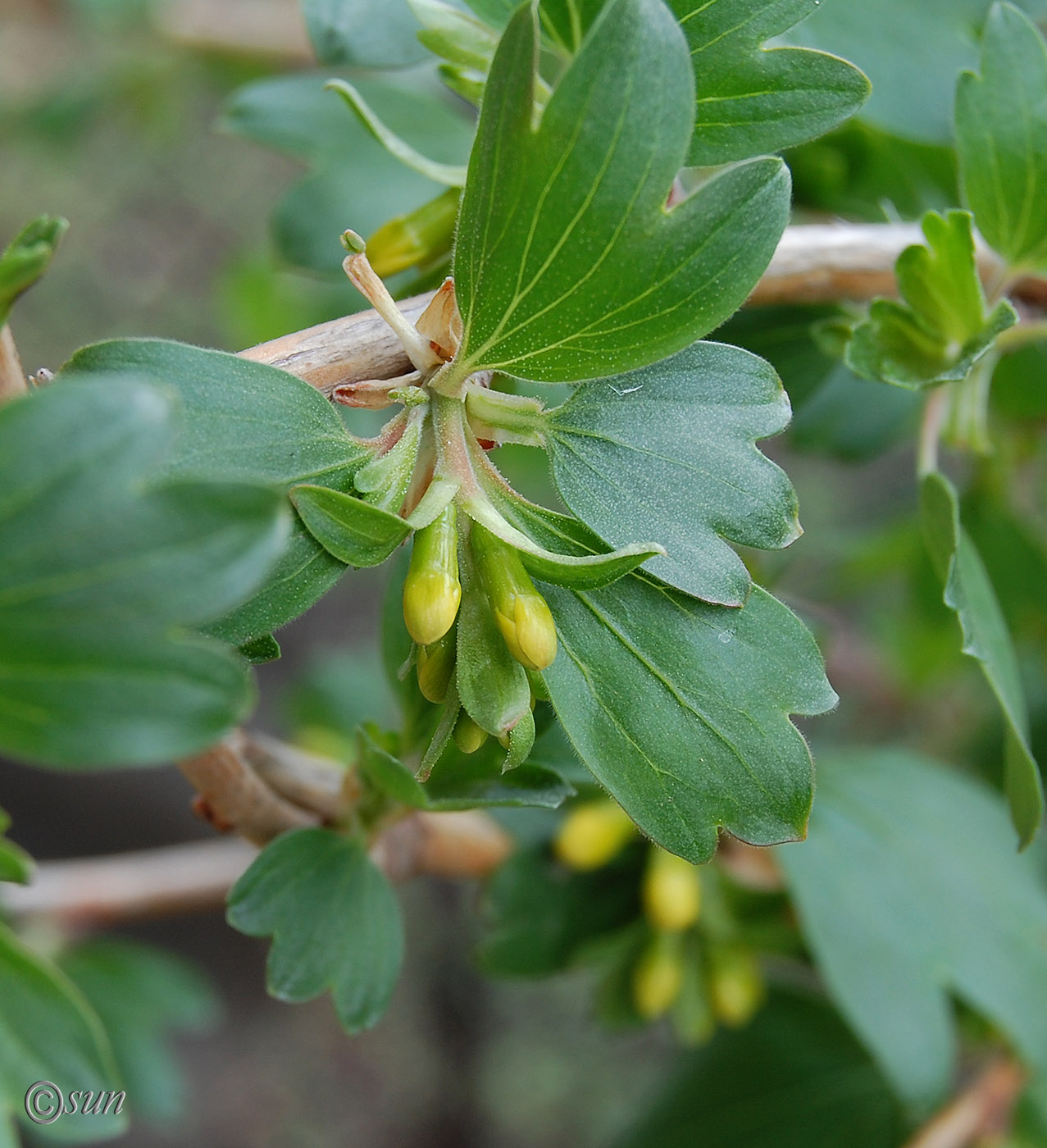 Image of Ribes aureum specimen.