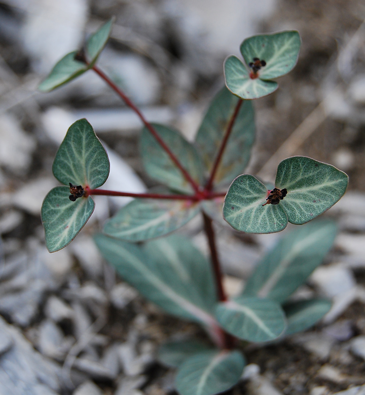 Изображение особи Euphorbia rupestris.