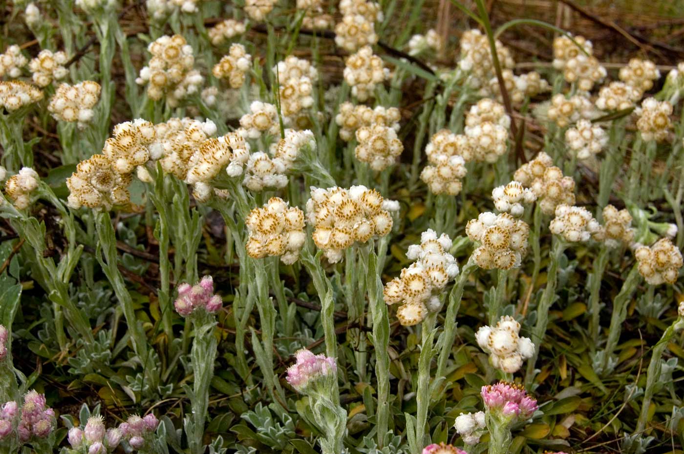 Изображение особи Antennaria dioica.