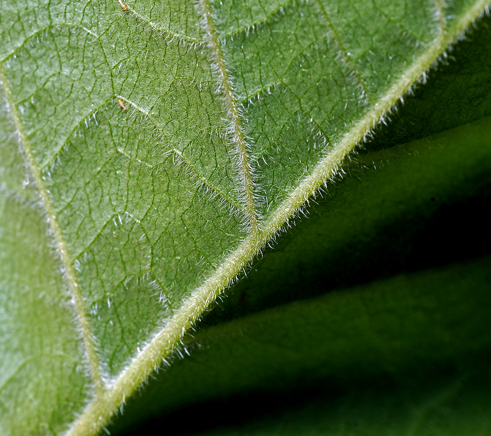 Изображение особи Betula pubescens.