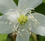 Anemone umbrosa. Середина цветущего растения. Восточный Казахстан, Глубоковский р-н, окр. с. Тарханка, восточный склон сопки. 13.05.2015.
