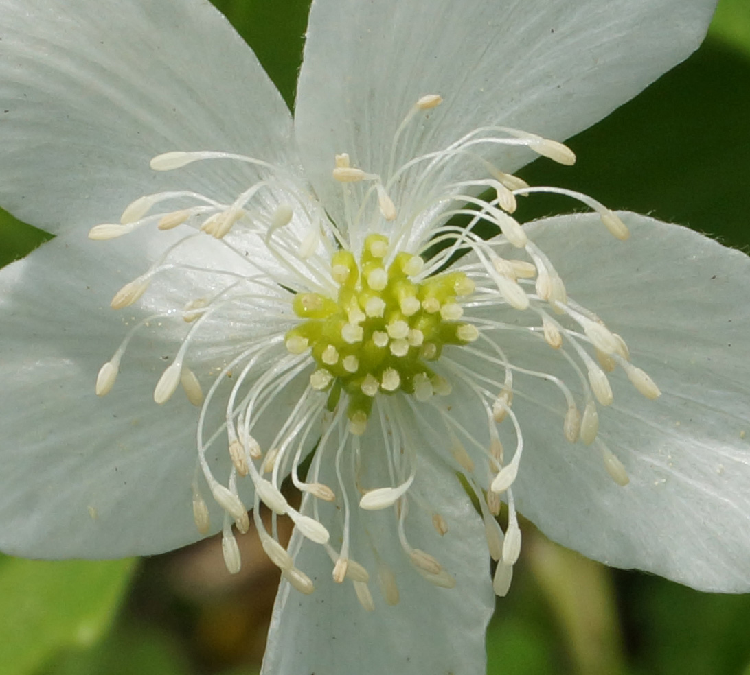 Изображение особи Anemone umbrosa.