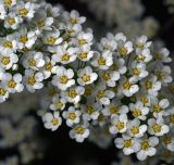 Spiraea &times; arguta