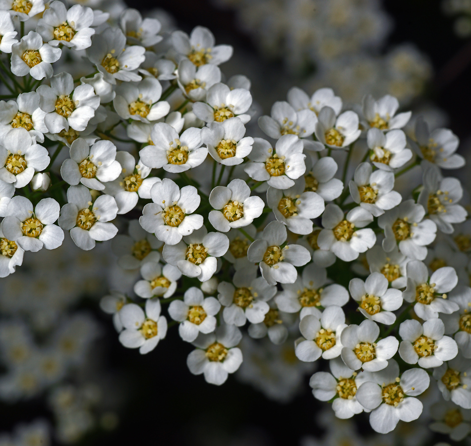 Изображение особи Spiraea × arguta.