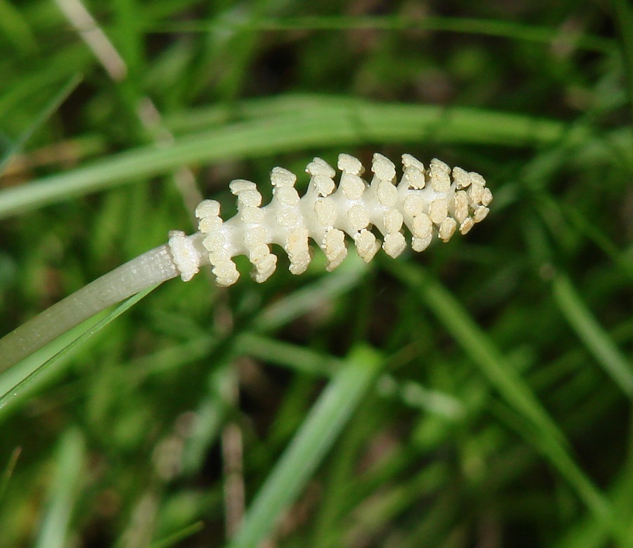 Изображение особи Equisetum sylvaticum.