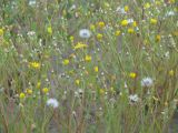 Crepis tectorum