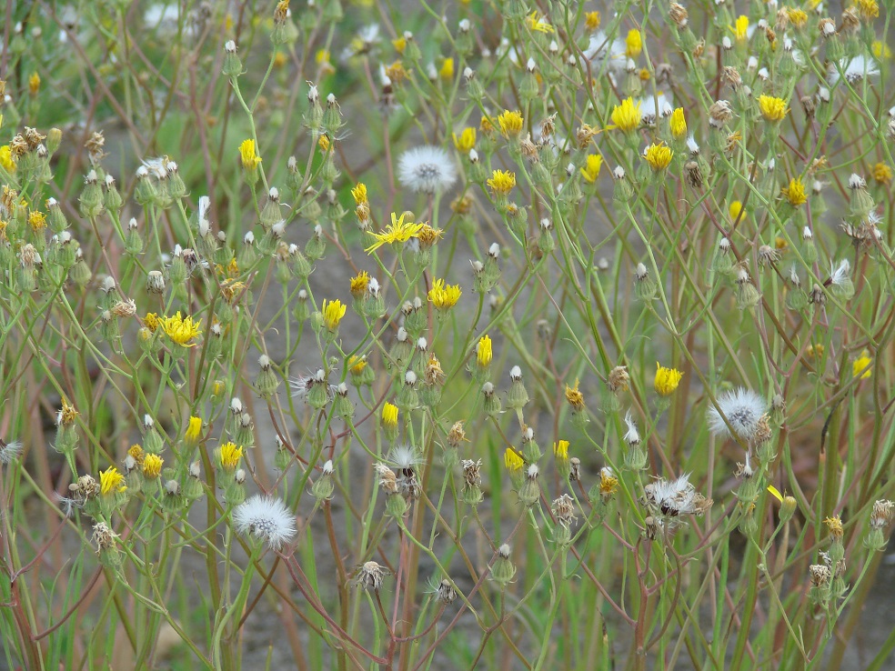 Изображение особи Crepis tectorum.