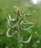 Astragalus hamosus