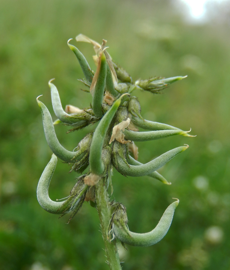 Изображение особи Astragalus hamosus.