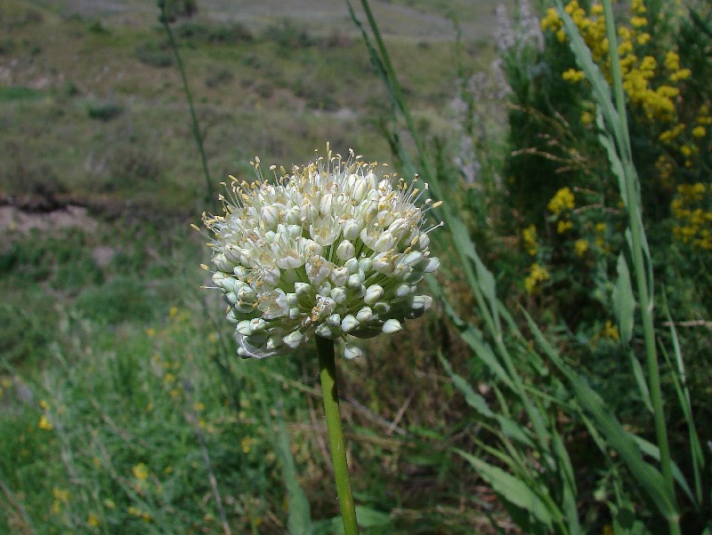 Изображение особи Allium drobovii.