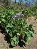 Limonium arboreum. Цветущее растение. Испания, Канарские о-ва, Гран Канария, муниципалитет Santa Brígida, Tafira Baja, ботанический сад Jardín Botánico Canario Viera y Clavijo, в культуре. 28 февраля 2010 г.