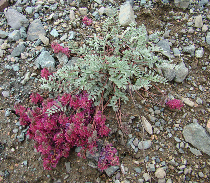 Изображение особи Oxytropis susamyrensis.