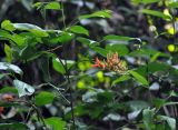 Strongylodon lucidus. Вьющийся побег с соцветием (на побеге другого растения). Андаманские острова, остров Лонг, влажный тропический лес. 07.01.2015.