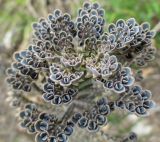 Kalanchoe tubiflora