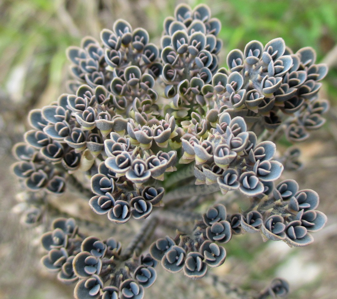 Изображение особи Kalanchoe tubiflora.