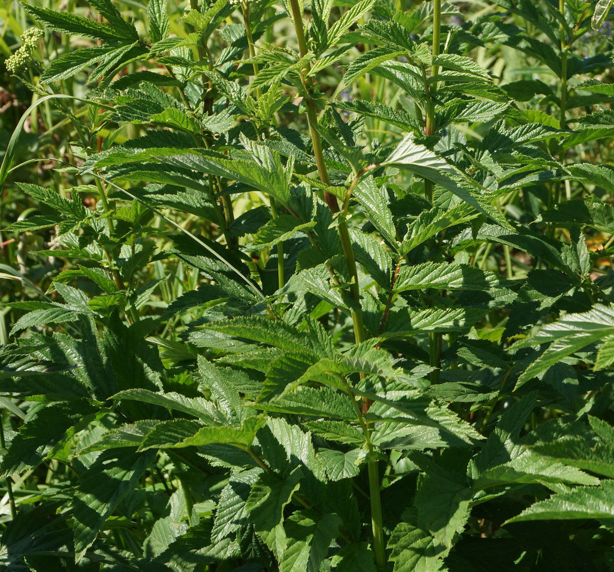 Image of Filipendula ulmaria specimen.