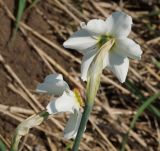Narcissus poeticus