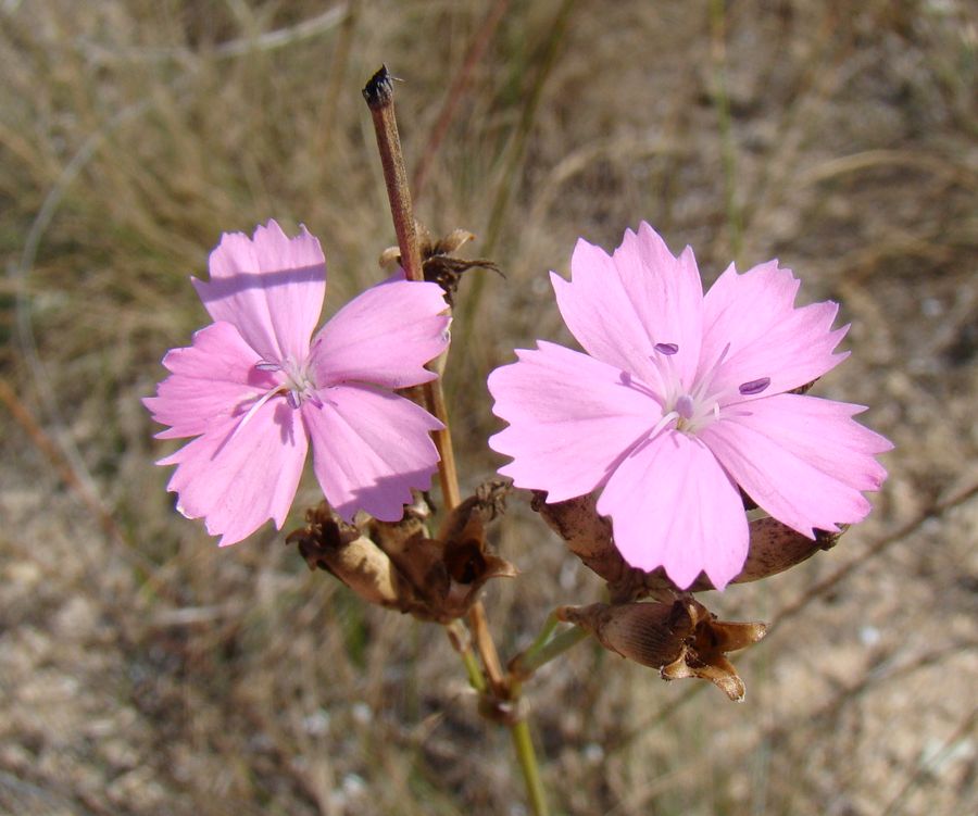 Изображение особи Dianthus polymorphus.