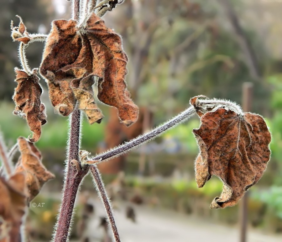 Image of Gossypium herbaceum specimen.