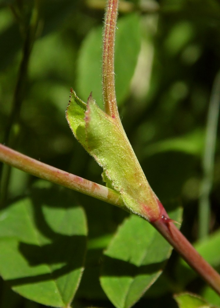 Изображение особи Rosa cinnamomea.