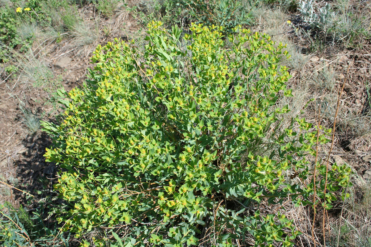 Изображение особи Euphorbia macrorhiza.