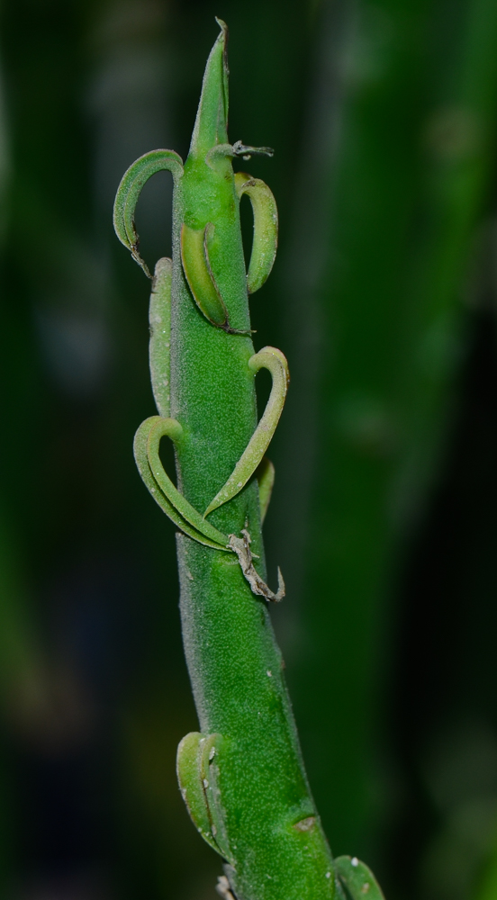 Изображение особи Euphorbia schimperi.