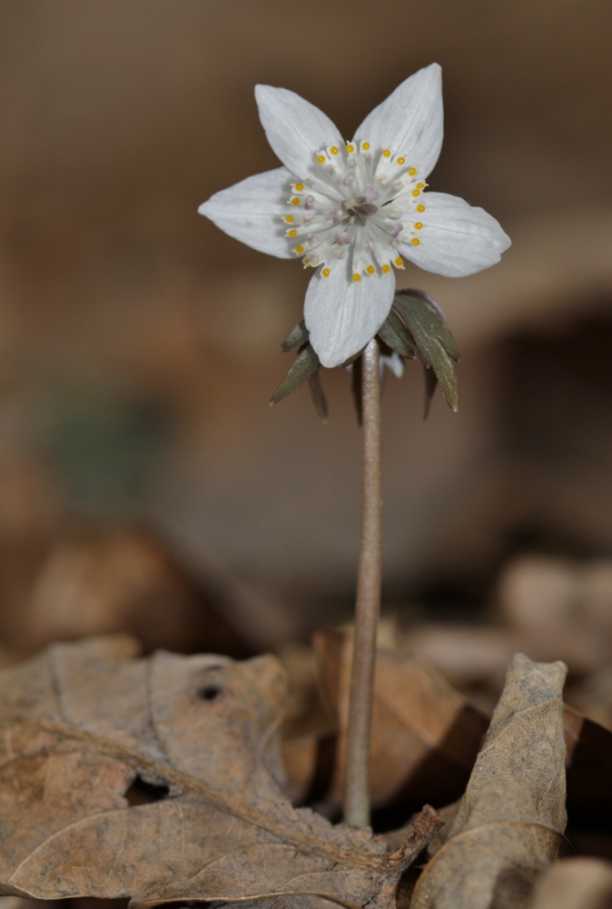 Изображение особи Eranthis stellata.