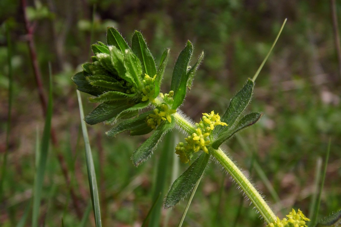 Изображение особи Cruciata laevipes.